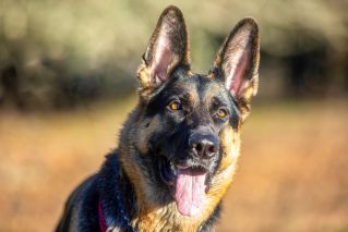 German Shepard Dog Portrait