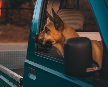 Photograph of a Brown Dog Looking out from a Car Window